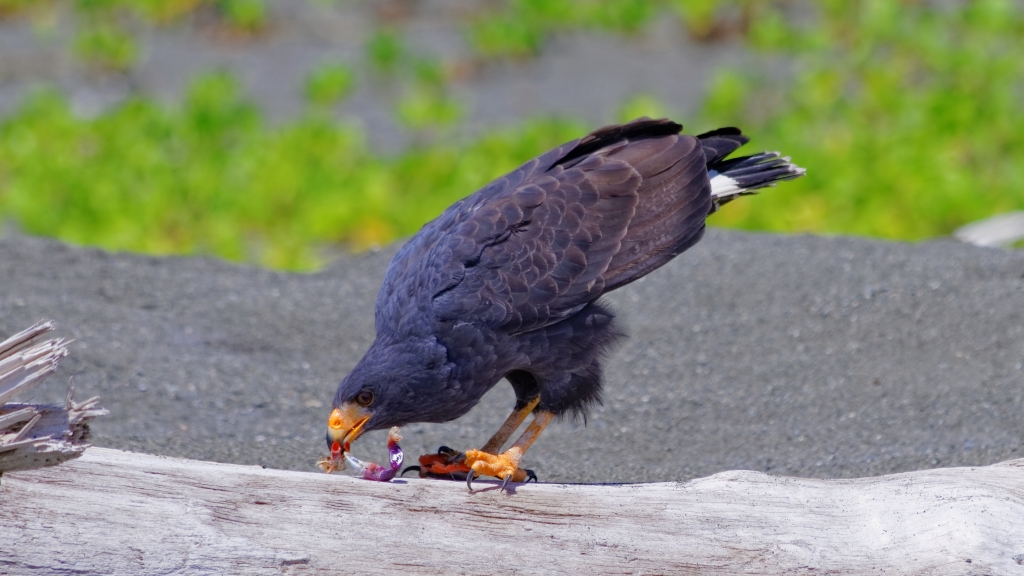 11 - Corcovado NP (18).jpg